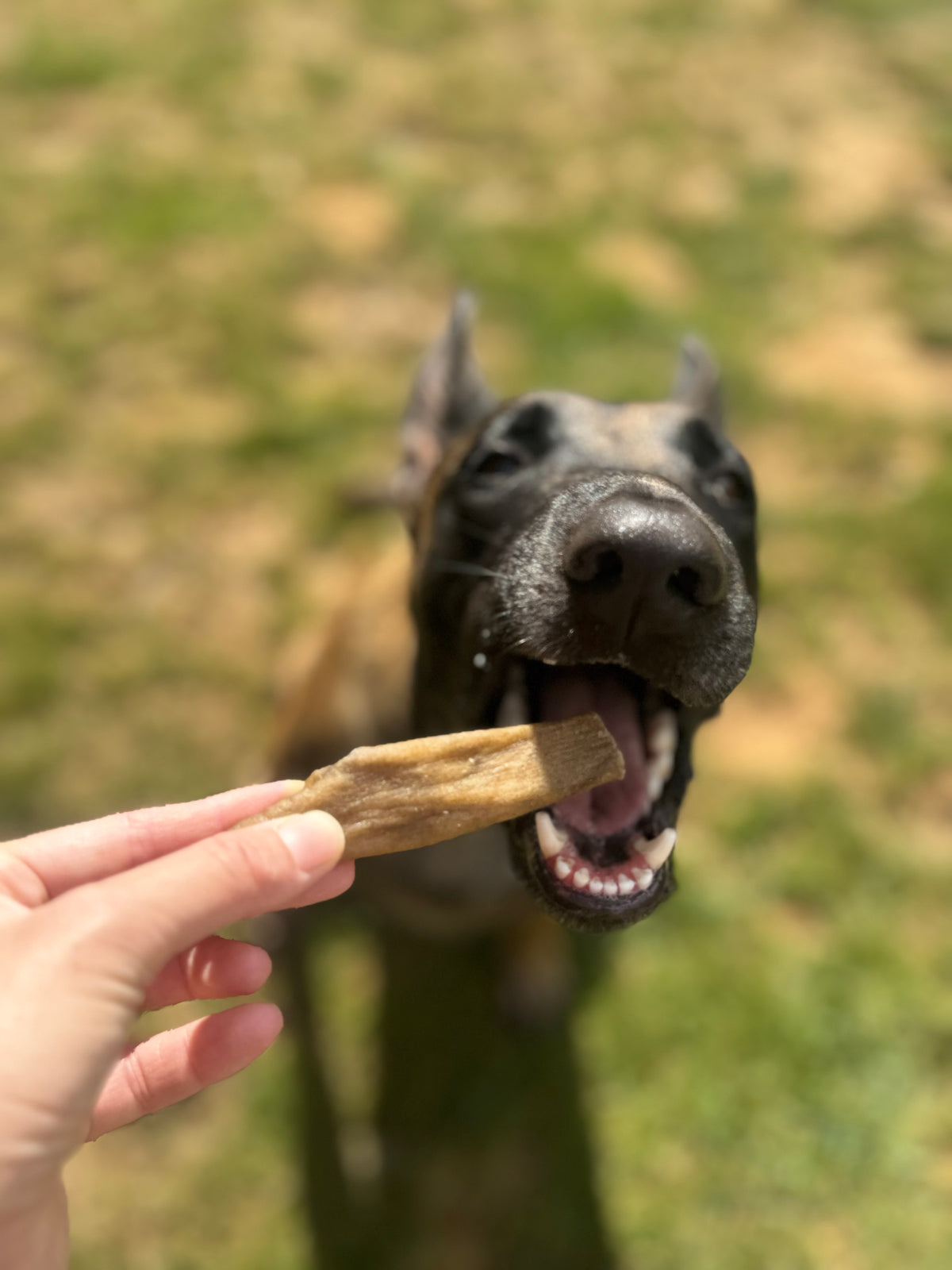 Pack ''GRANDS GOURMANDS" Chiens adultes