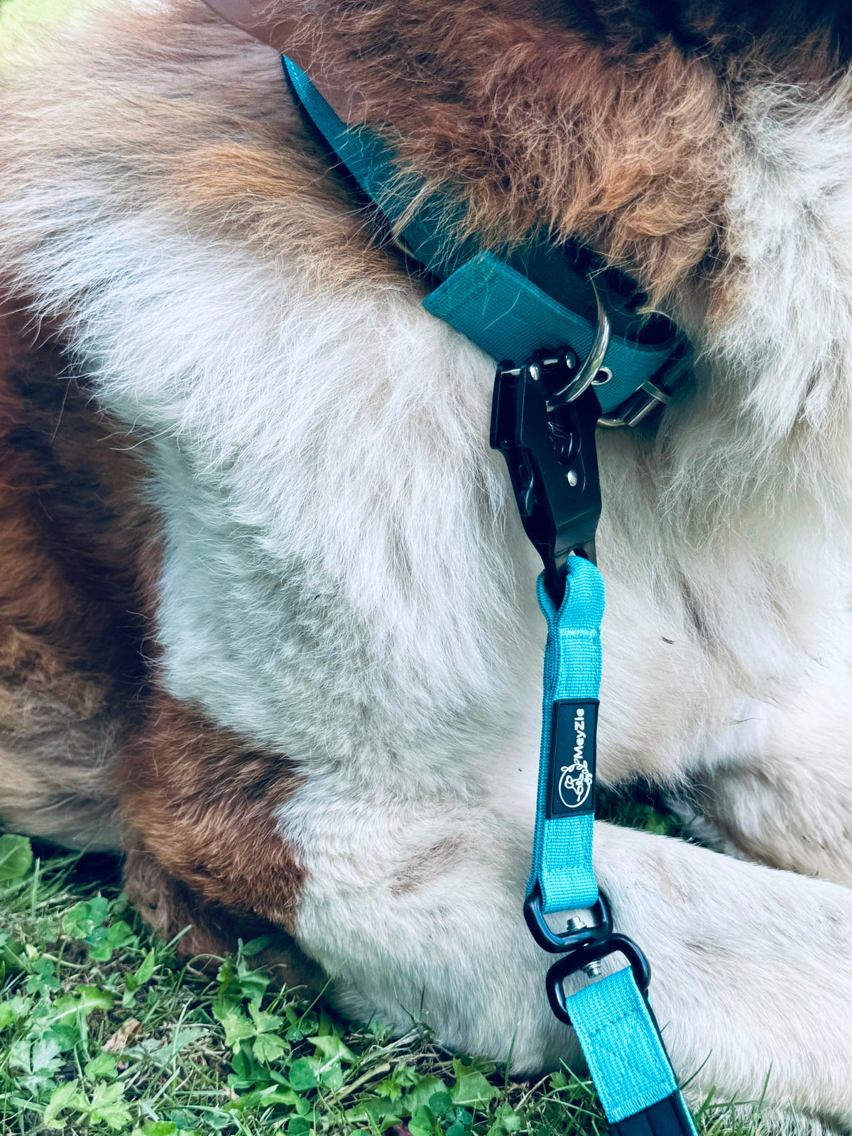Collier confort, doux et robuste pour chiens