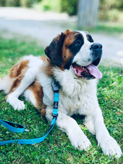 Laisse confort et légère pour chiens