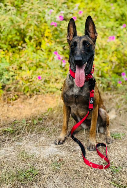 Laisse confort et légère pour chiens