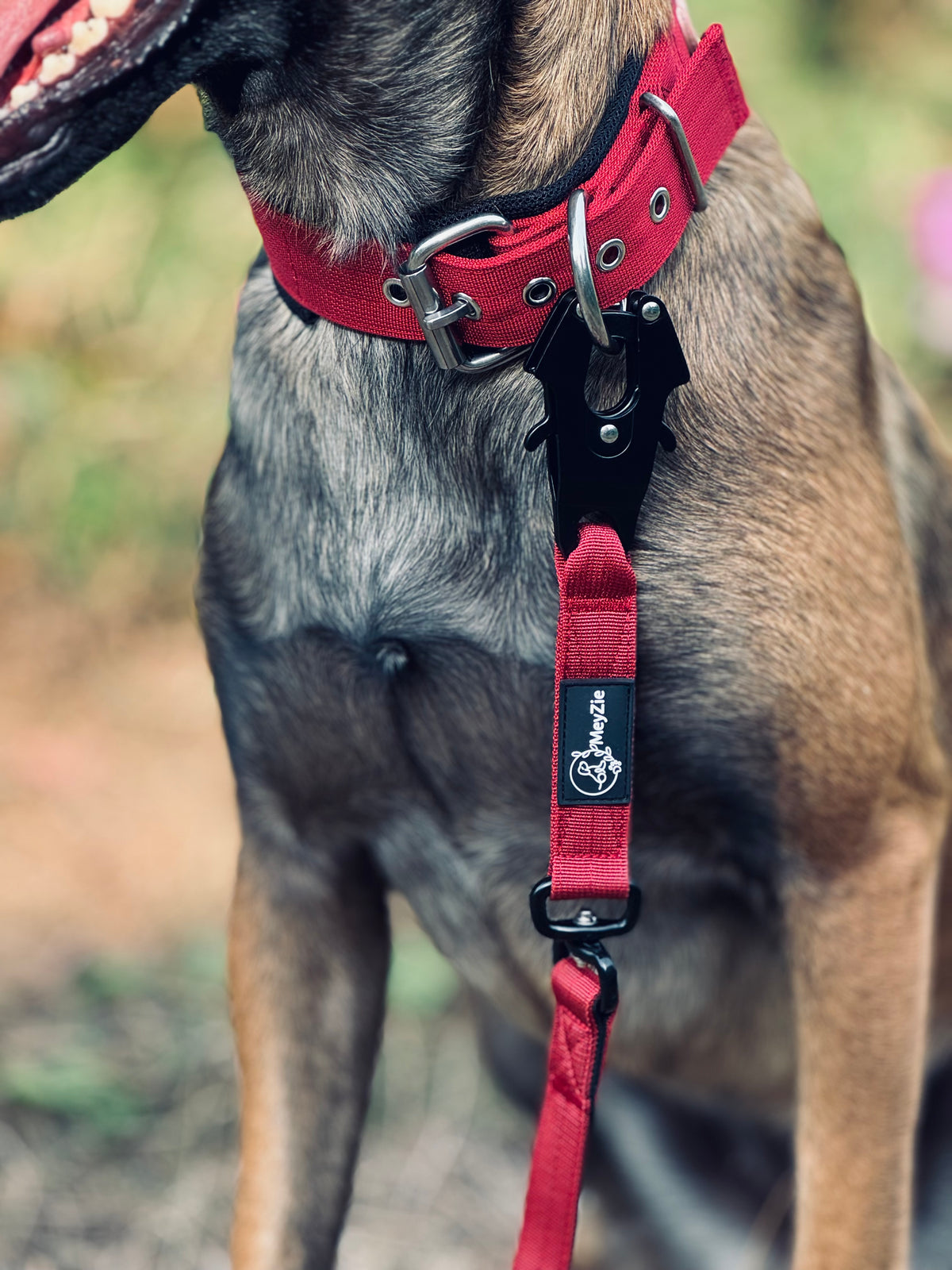 Collier confort, doux et robuste pour chiens