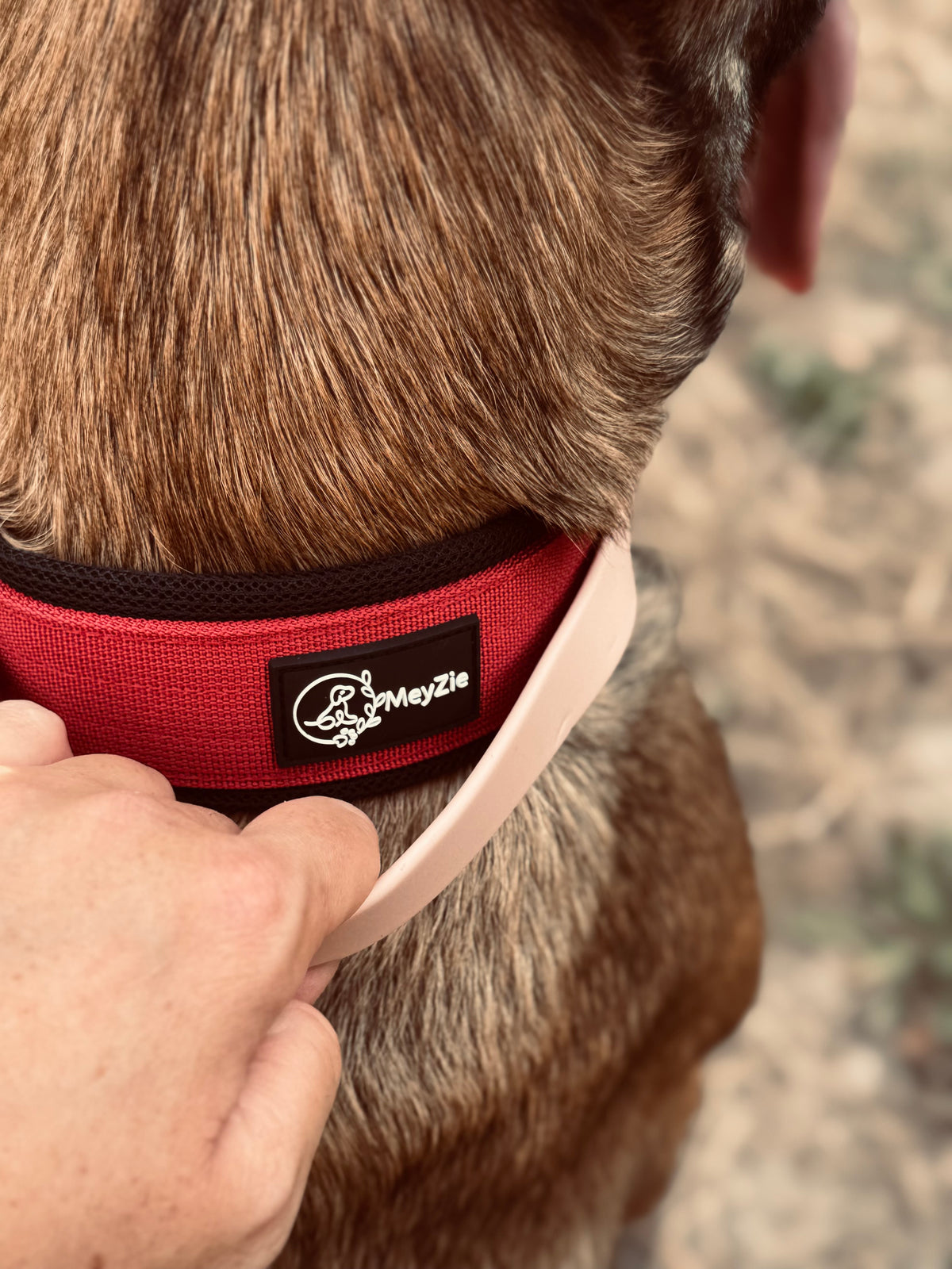 Collier confort, doux et robuste pour chiens