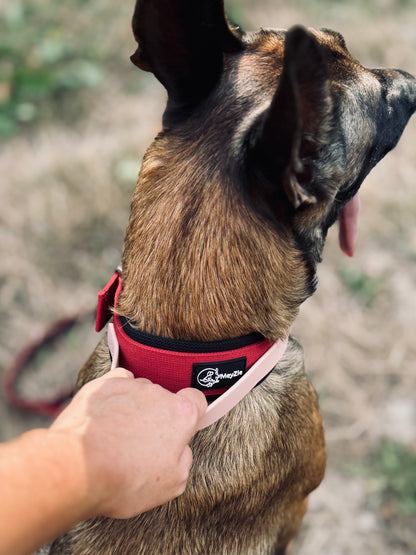 Collier confort, doux et robuste pour chiens