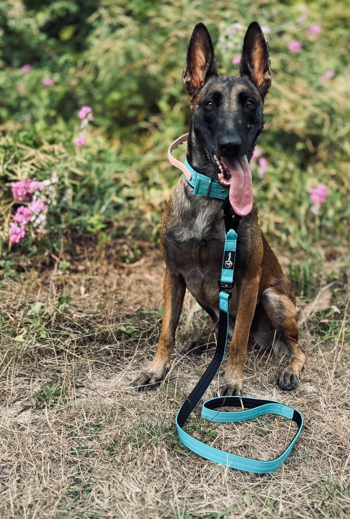 Laisse confort et légère pour chiens