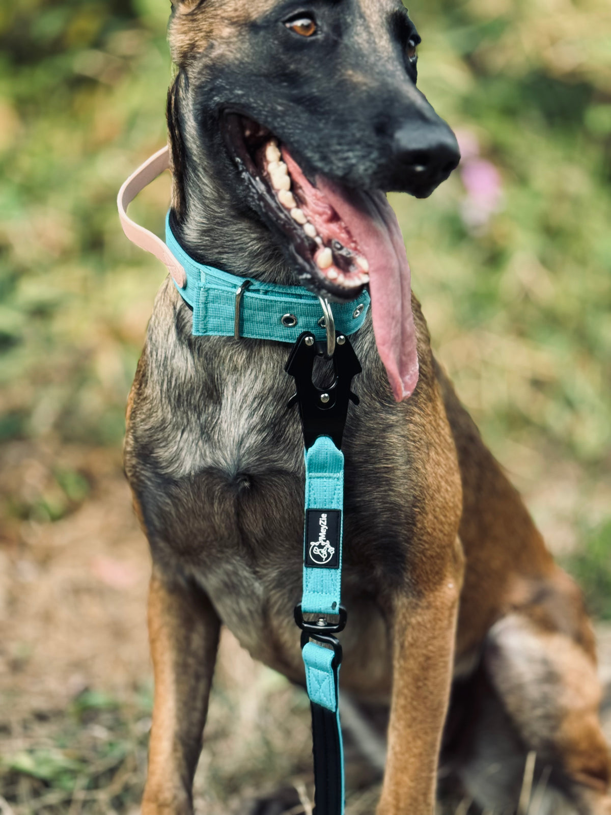 Collier confort, doux et robuste pour chiens