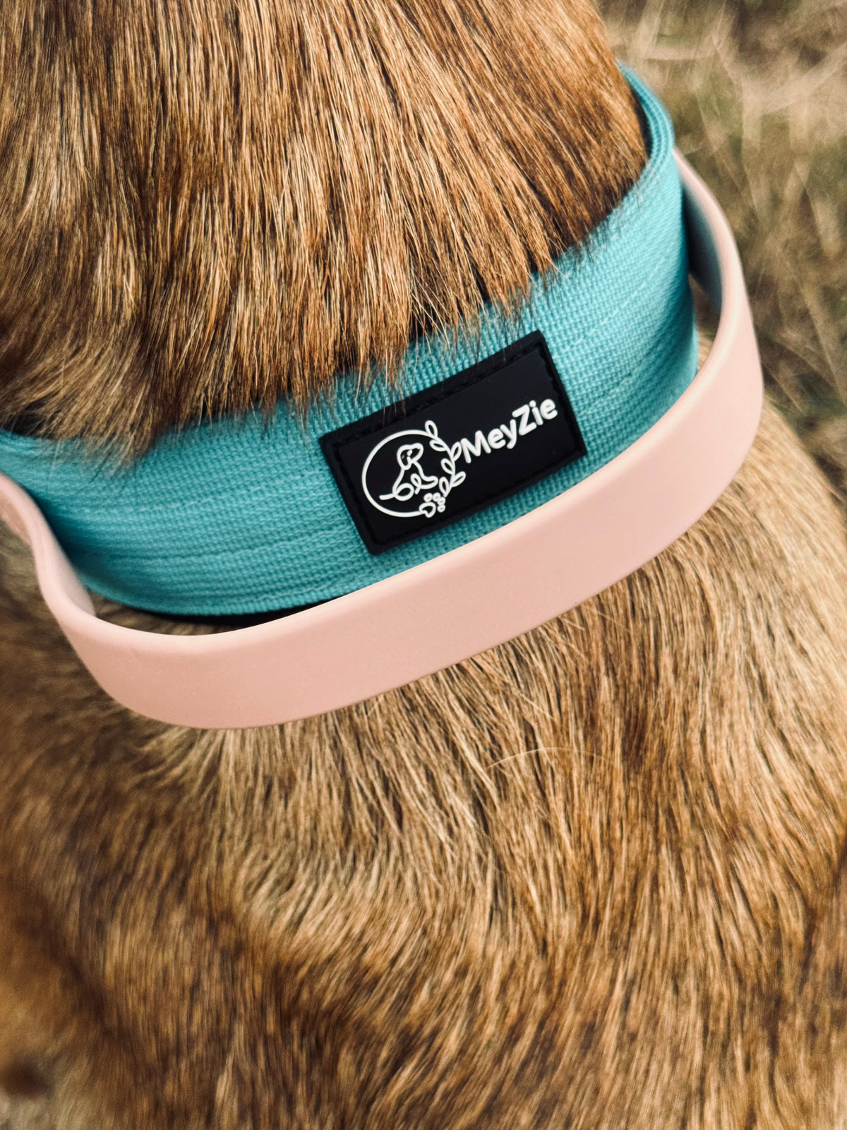 Collier confort, doux et robuste pour chiens