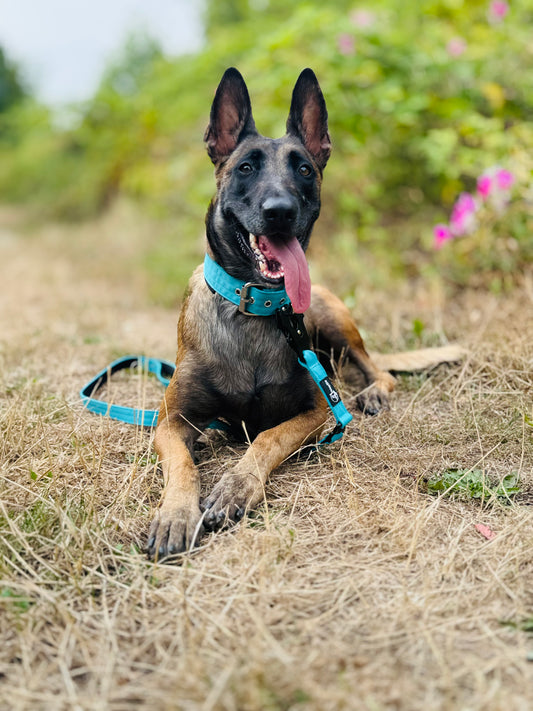 Laisse confort et légère pour chiens
