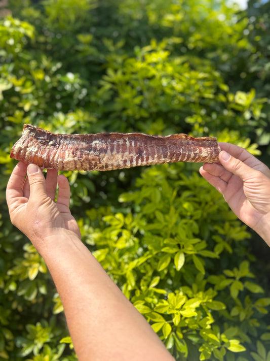 Trachées de boeuf  30cm