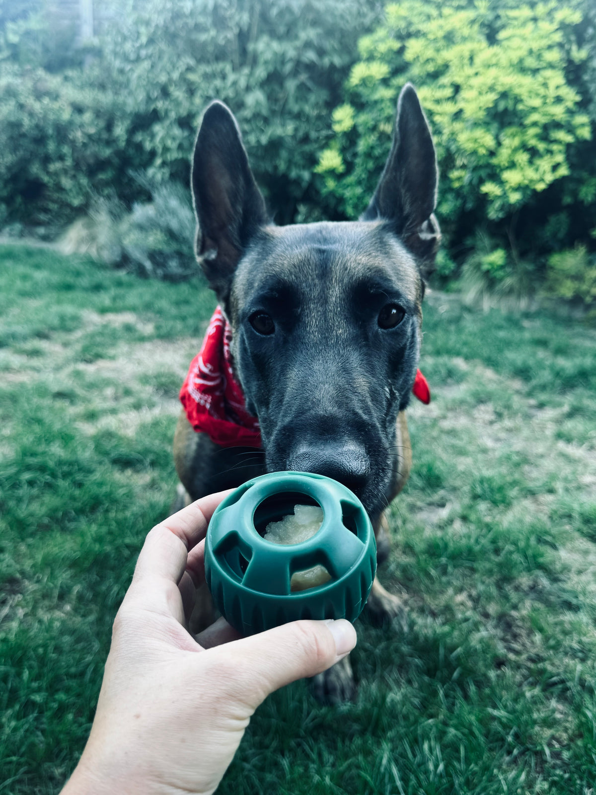 Ensemble Moule à Glaces pour chiens (🎁Ebook de recettes offert )