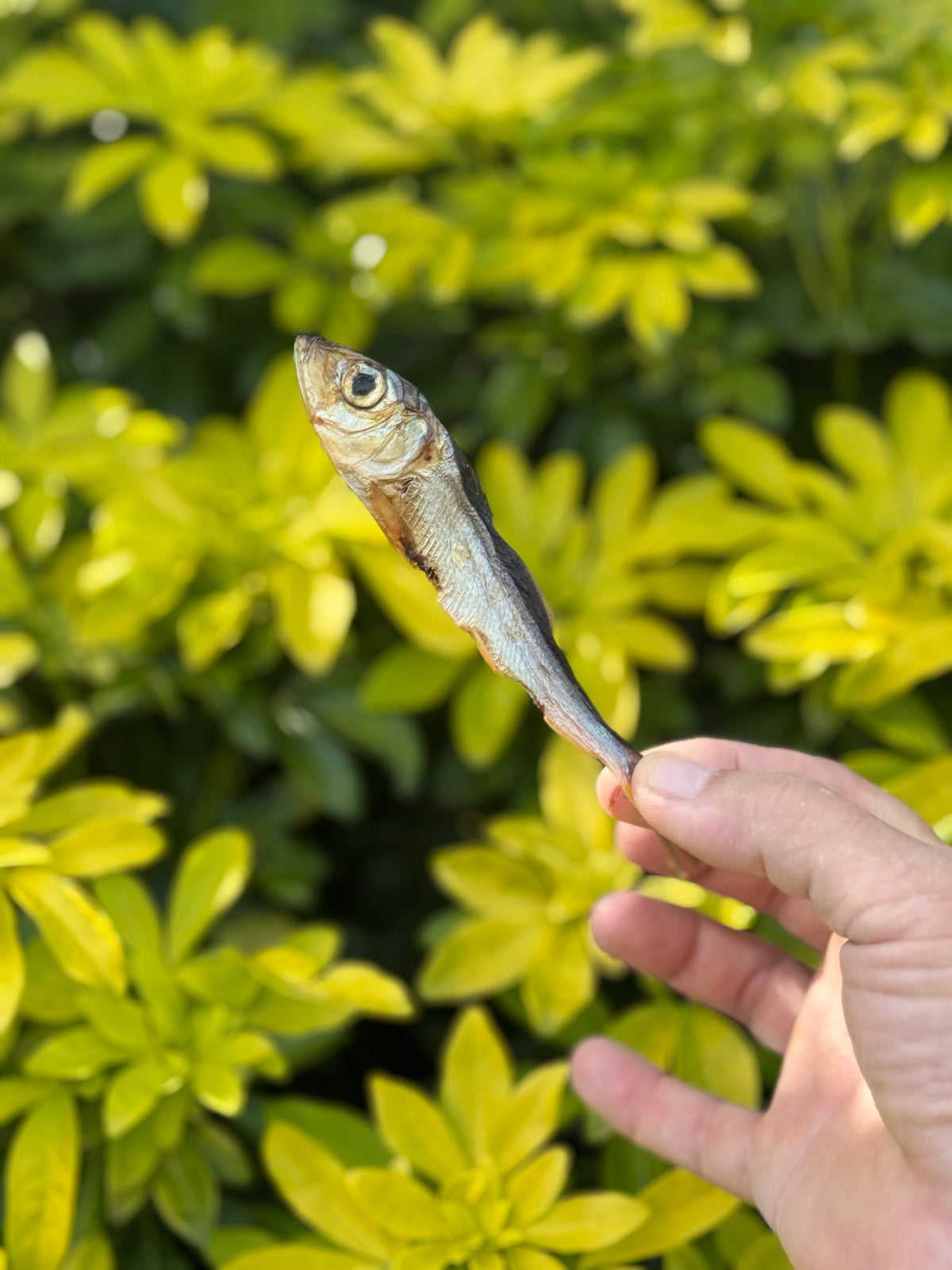 Sprats