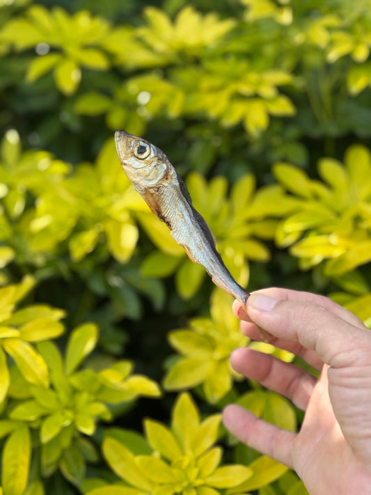 Sprats